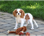 Small Photo #1 Cavalier King Charles Spaniel Puppy For Sale in SYRACUSE, IN, USA