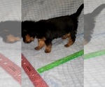 Small Photo #264 Yorkshire Terrier Puppy For Sale in AKRON, OH, USA