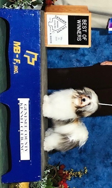 Medium Photo #1 Havanese Puppy For Sale in LAKE ORION, MI, USA