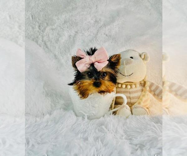 Medium Photo #12 Morkie Puppy For Sale in THONOTOSASSA, FL, USA