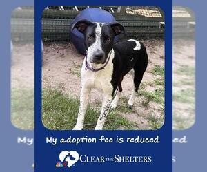 German Shorthaired Pointer-Unknown Mix Dogs for adoption in Brewster, MA, USA