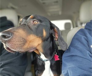 Doberman Pinscher-Unknown Mix Dogs for adoption in Minneaoplis, MN, USA