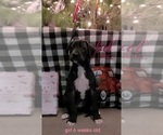 Small Photo #12 Great Dane Puppy For Sale in IUKA, IL, USA