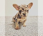 Small Photo #2 French Bulldog Puppy For Sale in CENTRALIA, IL, USA