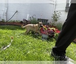 Small Photo #8 Australian Shepherd-German Shepherd Dog Mix Puppy For Sale in DETROIT, MI, USA