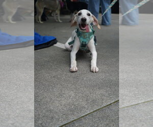 Lace - Female American Foxhound Dog for Adoption - Photo #5