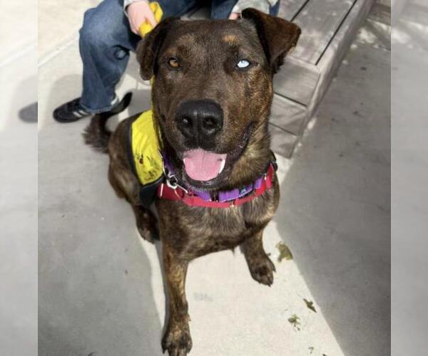 Medium Photo #2 Catahoula Leopard Dog-Mastiff Mix Puppy For Sale in Santa Barbara, CA, USA