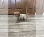 Small #26 Maltipoo
