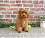 Small #1 Cavapoo (Miniature)