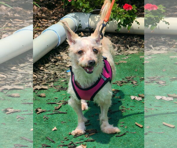Medium Photo #3 Mutt Puppy For Sale in Spring, TX, USA