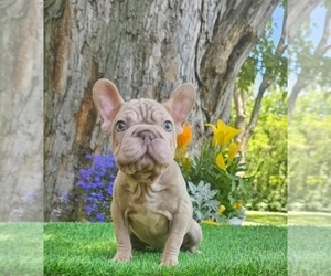 French Bulldog Puppy for sale in INDIANAPOLIS, IN, USA