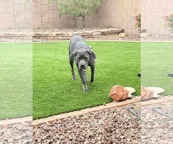 Medium Photo #11 Mutt Puppy For Sale in Goodyear, AZ, USA