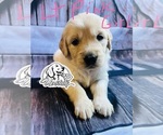 Puppy 7 Golden Retriever