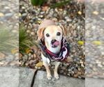 Small #6 Chihuahua