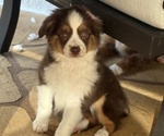 Puppy Sara Miniature Australian Shepherd