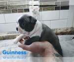Small Photo #3 Boston Terrier Puppy For Sale in KINGSPORT, TN, USA