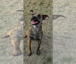 Small Photo #30 Dutch Shepherd -Plott Hound Mix Puppy For Sale in McKinney, TX, USA