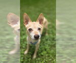 Small #1 Rat-Cha