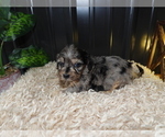 Small Photo #1 Cavapoo Puppy For Sale in CARLISLE, KY, USA