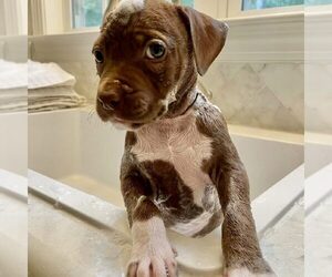 American Pit Bull Terrier-Unknown Mix Dogs for adoption in Spring Lake, NC, USA