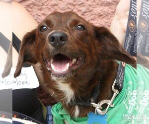 Opie - Male Colonial Cocker Spaniel-Unknown Mix Dog for Adoption - Photo #10