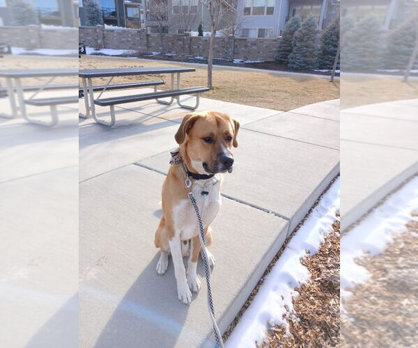 Medium Photo #3 Mutt Puppy For Sale in Salt Lake City, UT, USA