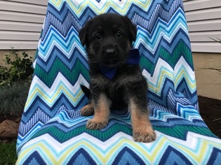 German Shepherd Dog Puppy for sale in EPHRATA, PA, USA
