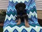 Small Photo #1 German Shepherd Dog Puppy For Sale in EPHRATA, PA, USA