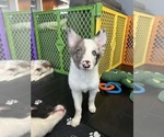 Puppy Saffy Border Collie
