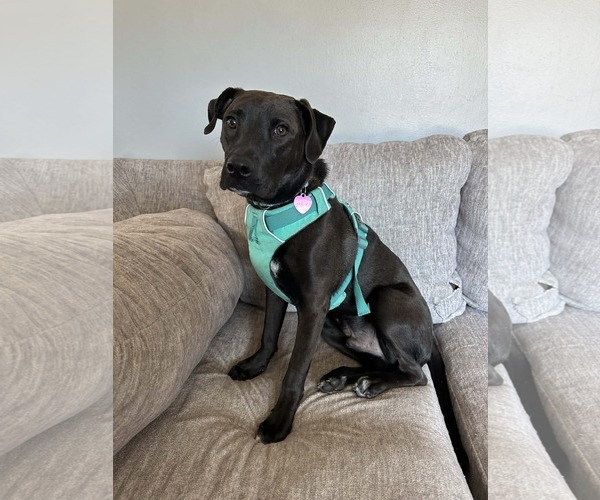 Medium Photo #3 American Pit Bull Terrier-Unknown Mix Puppy For Sale in Minneapolis, MN, USA