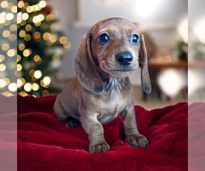 Dachshund Litter for sale in HEREFORD, AZ, USA