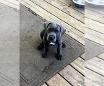 Puppy Angel Cane Corso