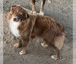 Small #21 Miniature Australian Shepherd