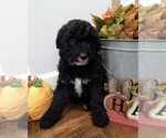 Small Photo #17 Aussiedoodle Puppy For Sale in NEW YORK MILLS, MN, USA