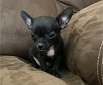 Puppy Puppy 3 Chihuahua