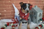 Small Photo #5 Australian Cattle Dog Puppy For Sale in HONEY BROOK, PA, USA