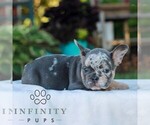 Small #3 French Bulldog