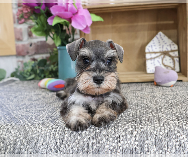 Medium Photo #4 Schnauzer (Miniature) Puppy For Sale in SYRACUSE, IN, USA