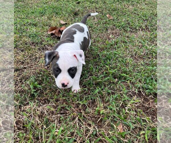 Medium Photo #5 American Bully Puppy For Sale in LAKELAND, FL, USA