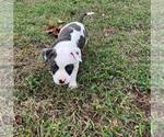 Small Photo #5 American Bully Puppy For Sale in LAKELAND, FL, USA