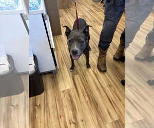 Mutt Dogs for adoption in Rowlett, TX, USA