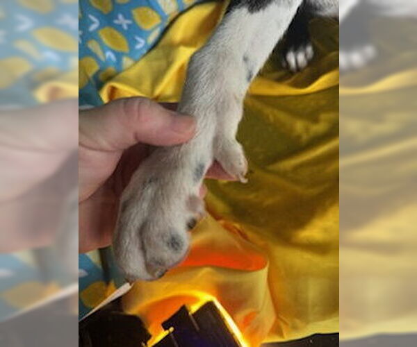 Medium Photo #5 Border Collie-Unknown Mix Puppy For Sale in Pleasanton, TX, USA