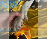 Small #4 Border Collie Mix