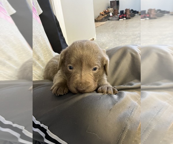 Medium Photo #4 Labrador Retriever Puppy For Sale in DELTA, CO, USA