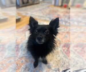 Chihuahua Dogs for adoption in Gloversville, NY, USA