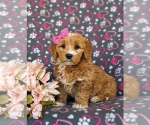 Goldendoodle (Miniature) Puppy for sale in QUARRYVILLE, PA, USA