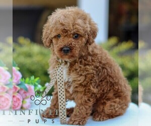 Goldendoodle (Miniature) Puppy for sale in NEWMANSTOWN, PA, USA