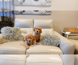 Golden Retriever Litter for sale in VANCOUVER, WA, USA