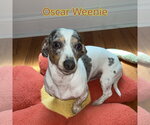 Small #8 Dachshund