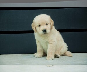 Golden Retriever Puppy for Sale in MISHAWAKA, Indiana USA